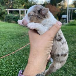 Cookie Dough - Red merle male Miniature Australian Shepherd puppy in Sonora, California from Quarle Ranch Mini Aussies