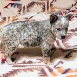 Australian Cattle Dog Puppies from Buffalo Valley AKC Australian Cattle Dogs