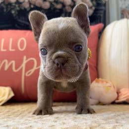 Light Pink Bow - Liver female French Bulldog puppy in Hodges, South Carolina from Southern Standard Bulldogs