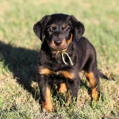 Arabella - 5350 - Black and rust female Beauceron puppy in Rockwall, Texas from Elitehaus