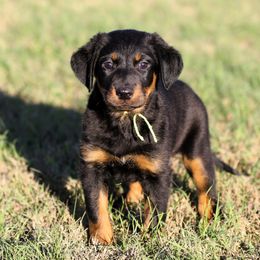 Arabella - 5350 - Black and rust female Beauceron puppy in Rockwall, Texas from Elitehaus