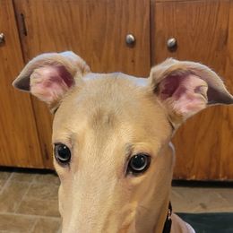 Greyhounds and Whippets from KJ'S Hounds