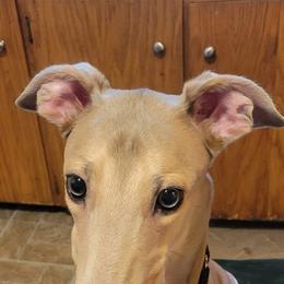 Greyhounds and Whippets from KJ'S Hounds