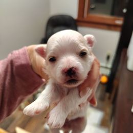 Tinkerbelle - White female Morkie puppy in Pine Grove, Pennsylvania from Cathy Burns