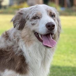 Ripp - Australian Shepherd