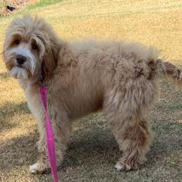 Grey Boy - Caramel cream male Australian Labradoodle puppy in West Union, South Carolina from Golden Corner Labradoodles, LLC