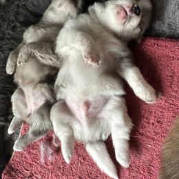 Chihuahua and Pomeranian Puppies from Cheyenne’s Pups