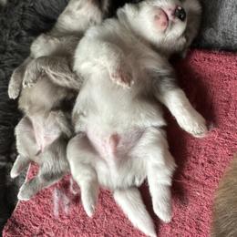 Chihuahua and Pomeranian Puppies from Cheyenne’s Pups