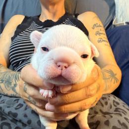 White girl black booty - White female French Bulldog puppy in Spanaway, Washington from Frog Faced Frenchies