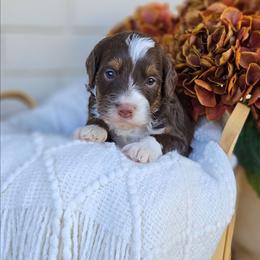 Oliver - Phantom male Bernedoodle puppy in Russell Springs, Kentucky from 270 Doodles