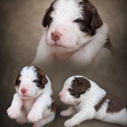 Girl 2, Jersey - Brown and white female Bernedoodle puppy in Delphos, Ohio from Route 66 Poodles & Doodles, Sapphire Shih-tzu's of Ohio