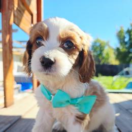 Apollo - Blenheim male Cavapoo puppy in Roseville, California from Heavenly Goldendoodles