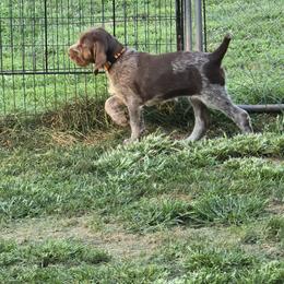 Gordon Setter and Spinone Italiano Puppies from Spinsetters