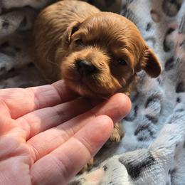 Zoey - Red female Cavapoo puppy in Conklin, Michigan from Lake Michigan Couture Cavapoos & Cockapoos