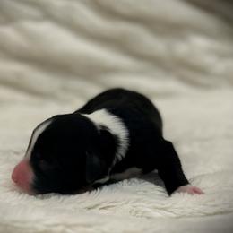 Boy 1 - Black and white male Aussiedoodle puppy in Bellevue, Iowa from Easton L