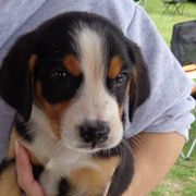 Greater Swiss Mountain Dog Puppies from S’rendi Greater Swiss Mountain Dogs