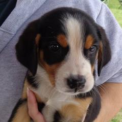 Greater Swiss Mountain Dog Puppies from S’rendi Greater Swiss Mountain Dogs