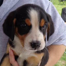 Greater Swiss Mountain Dog Puppies from S’rendi Greater Swiss Mountain Dogs