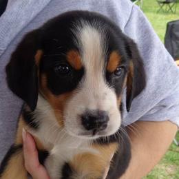 Greater Swiss Mountain Dog Puppies from S’rendi Greater Swiss Mountain Dogs