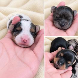 Yorkshire Terrier Puppies from Madame Yorkie