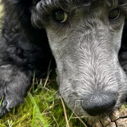 Poodles from Fluffy Poodles