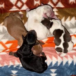 Girl 1 - Piebald female Dachshund puppy in Knoxville, Tennessee from Over The Moon Minis