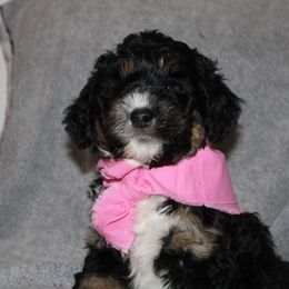 Bernedoodle, Bernese Mountain Dog, Cavapoo, Goldendoodle, and Poodle Puppies from Happy Valley Puppies