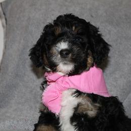 Bernedoodle, Bernese Mountain Dog, Cavapoo, Goldendoodle, and Poodle Puppies from Happy Valley Puppies