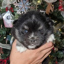 Chai - 2000.00 - Black and white female Pomsky puppy in Spring Hill, Florida from www.PuppyTimeEmporium.com