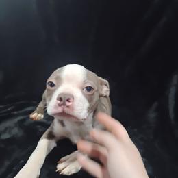 Peaches - Seal and white female Boston Terrier puppy in Catawba, North Carolina from Lil Wiggles Boston Terriers
