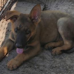 Isaac - Sable male German Shepherd puppy in Montalba, Texas from LM German Shepherd Dogs