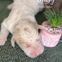 Daisy-purple collar - Parti female Saint Berdoodle puppy in Paw Paw, Michigan from ProAct Canines