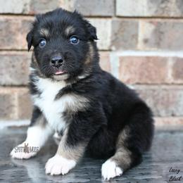 Lacey - Black tri-color female Australian Shepherd puppy in Wichita Falls, Texas from Spotted Mule Aussies