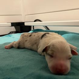 Cork - Blue merle male Border Collie puppy in Holden, Missouri from Spotted Feather Farm