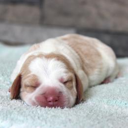 Flora - Lemon and white female Beagle puppy in Morrill, Kansas from Kelle Beagles