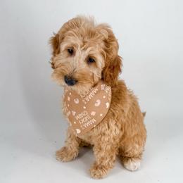 Thread - Apricot male Goldendoodle puppy in Jamestown, Kentucky from Milk & Honey Doodles