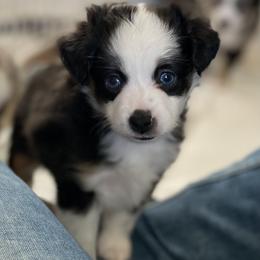 Miniature Australian Shepherd and Toy Australian Shepherd Puppies from Sunset Hill Mini & Toy Aussies