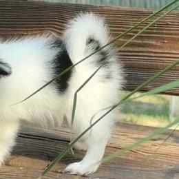 Beth - White black and tan female Papillon puppy in Benton, Arkansas from Mama's Pride