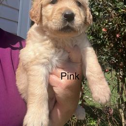 Pink - Golden female Golden Retriever puppy in Jesup, Georgia from Painted Platinum Retrievers (Painted Platinum Kennel) PPK