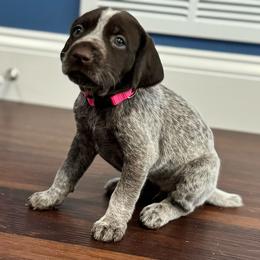Taylor Swift - German Shorthaired Pointer puppy from Onyx Retrievers