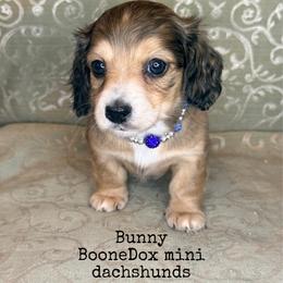 Bunny - Cream female Dachshund puppy in Lexington, Oklahoma from BooneDox Miniature Dachshunds