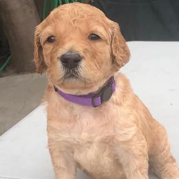 Goldendoodle Puppies from Sunkissed Doodles