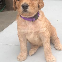 Goldendoodle Puppies from Sunkissed Doodles