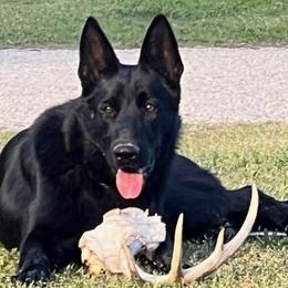 Jury - German Shepherd