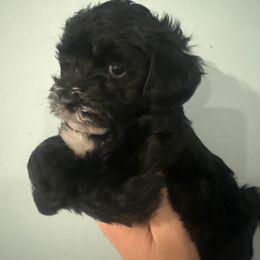 Blaze - Black male Yorkipoo puppy in Independence, Kentucky from 4paws4ever by Design