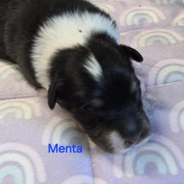 Menta - Black tri-color female Australian Shepherd puppy in Divide, Colorado from Outlaw Farm and Kennel