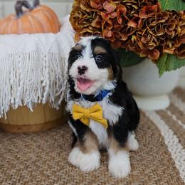 Cedar - Tri-color male Bernedoodle puppy in Russell Springs, Kentucky from 270 Doodles