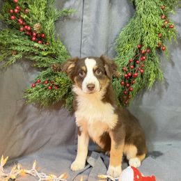 Sherry - Red tri-color female Miniature American Shepherd puppy in Clinton, Missouri from Mockingbirds American Minis