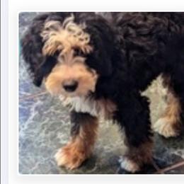 Tulsa - Bernedoodle