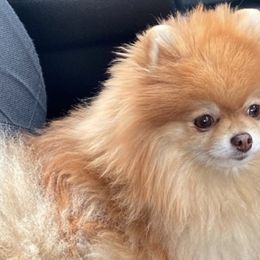Pomeranians from ShowPomeranians